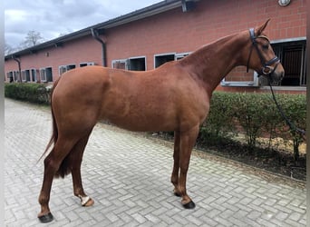 Oldenburg, Mare, 8 years, 16,2 hh, Chestnut-Red