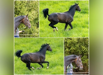 Oldenburg, Mare, 8 years, 16.2 hh, Smoky-Black