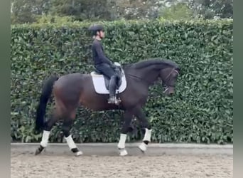 Oldenburg, Mare, 8 years, 16.3 hh, Bay-Dark