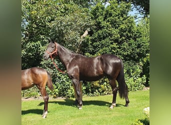 Oldenburg, Mare, 8 years, 16,3 hh, Smoky-Black