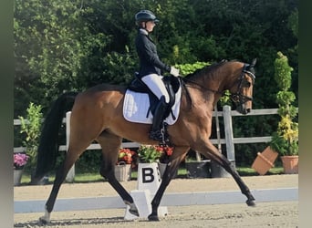 Oldenburg, Mare, 8 years, 16 hh, Bay-Dark