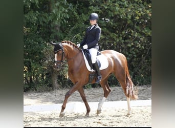 Oldenburg, Mare, 8 years, 16 hh, Chestnut