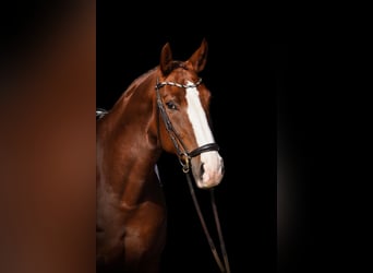 Oldenburg, Mare, 8 years, 16 hh, Chestnut-Red