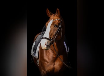 Oldenburg, Mare, 8 years, 16 hh, Chestnut-Red