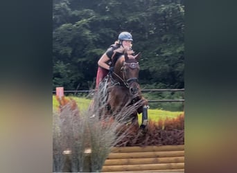 Oldenburg, Mare, 8 years, 16 hh, Chestnut-Red