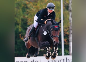 Oldenburg, Mare, 8 years, 16,1 hh, Bay-Dark