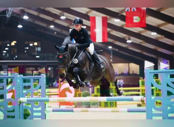 Oldenburg, Mare, 8 years, 16,1 hh, Bay-Dark