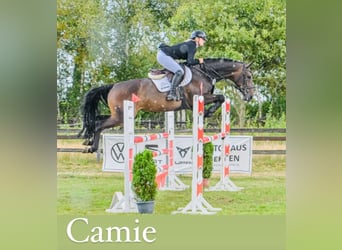 Oldenburg, Mare, 8 years, 16,1 hh, Bay-Dark