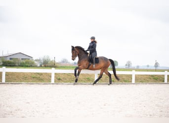 Oldenburg, Mare, 8 years, 16,1 hh, Brown