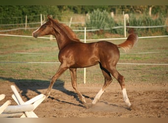 Oldenburg, Mare, 8 years, 16,1 hh, Chestnut