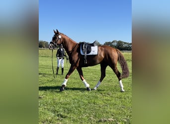 Oldenburg, Mare, 8 years, 16,1 hh, Chestnut
