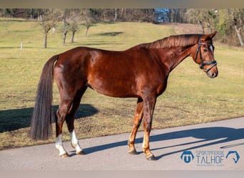 Oldenburg, Mare, 8 years, 16,1 hh, Chestnut