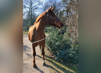 Oldenburg, Mare, 8 years, 16,1 hh, Chestnut-Red