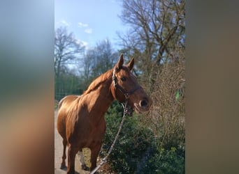 Oldenburg, Mare, 8 years, 16,1 hh, Chestnut-Red