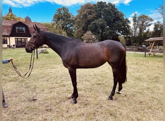 Oldenburg, Mare, 8 years, 16,2 hh, Smoky-Black