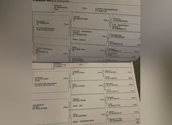 Oldenburg, Mare, 8 years, 16,3 hh, Bay-Dark