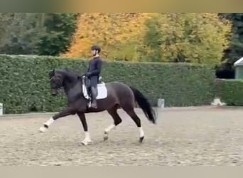 Oldenburg, Mare, 8 years, 16,3 hh, Bay-Dark