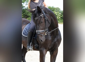 Oldenburg, Mare, 8 years, 17.1 hh, Bay-Dark