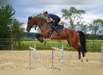 Oldenburg, Mare, 8 years, 17.1 hh, Brown