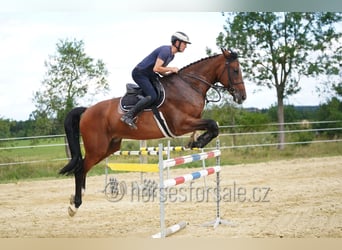 Oldenburg, Mare, 8 years, 17.1 hh, Brown