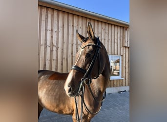 Oldenburg, Mare, 8 years, 17 hh, Brown