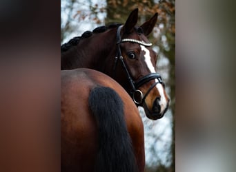 Oldenburg, Mare, 8 years, 17 hh, Brown