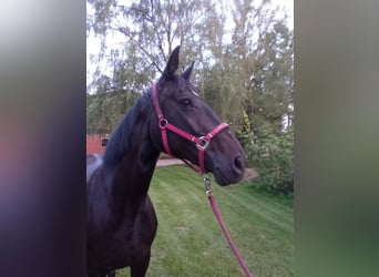 Oldenburg, Mare, 8 years, 17 hh, Smoky-Black