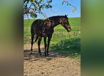 Oldenburg, Mare, 8 years, 17,1 hh, Bay-Dark