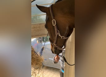 Oldenburg, Mare, 8 years, 17,1 hh, Bay-Dark
