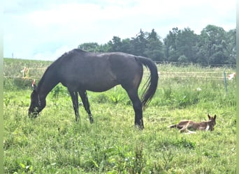 Oldenburg, Mare, 8 years, 17,1 hh, Bay-Dark