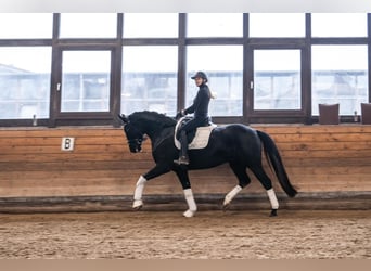 Oldenburg, Mare, 8 years