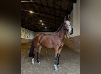 Oldenburg, Mare, 9 years, 15,2 hh, Brown