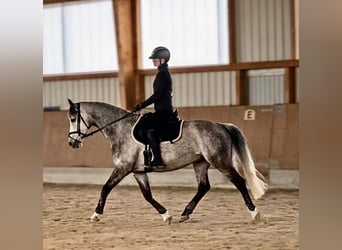 Oldenburg, Mare, 9 years, 15.2 hh, Grey