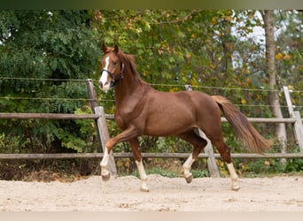 Oldenburg, Mare, 9 years, 15,2 hh, Palomino