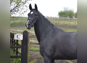 Oldenburg, Mare, 9 years, 16,1 hh, Black