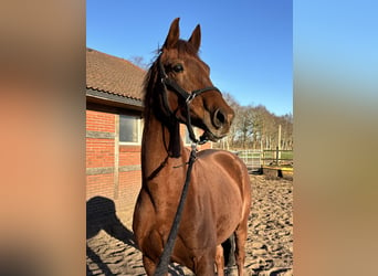 Oldenburg, Mare, 9 years, 16,1 hh, Chestnut-Red