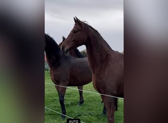 Oldenburg, Mare, 9 years, 16,1 hh, Chestnut-Red