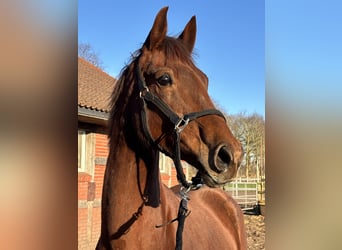 Oldenburg, Mare, 9 years, 16,1 hh, Chestnut-Red