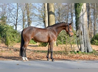 Oldenburg, Mare, 9 years, 16.1 hh