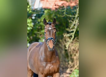 Oldenburg, Mare, 9 years, 16.1 hh