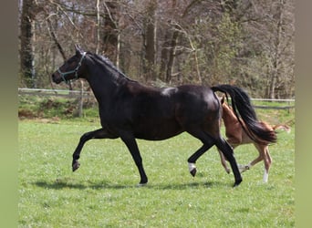 Oldenburg, Mare, 9 years, 16.2 hh, Bay-Dark