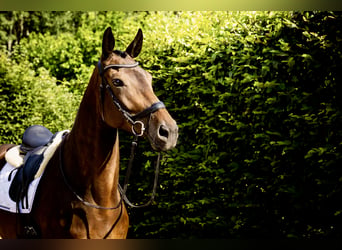 Oldenburg, Mare, 9 years, 16.2 hh, Bay