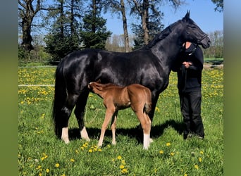 Oldenburg, Mare, 9 years, 16.2 hh, Black