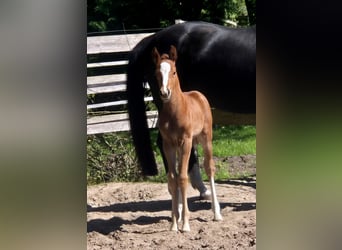 Oldenburg, Mare, 9 years, 16.2 hh, Black