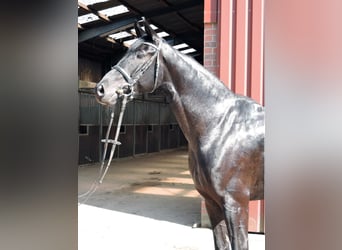 Oldenburg, Mare, 9 years, 16,2 hh, Black