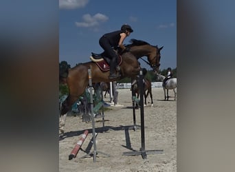 Oldenburg, Mare, 9 years, 16.2 hh, Brown