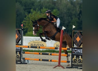 Oldenburg, Mare, 9 years, 16.2 hh, Brown