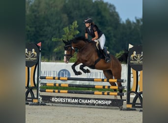 Oldenburg, Mare, 9 years, 16.2 hh, Brown