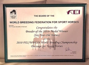 Oldenburg, Mare, 9 years, 16.2 hh, Chestnut