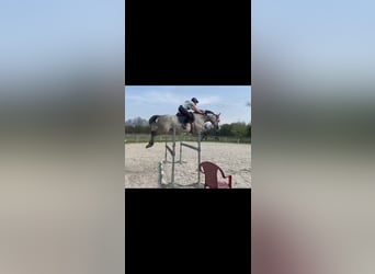 Oldenburg, Mare, 9 years, 16.2 hh, Gray